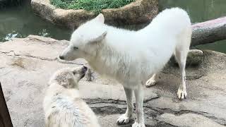 Arctic wolf 幻の白いオオカミ ホッキョクオオカミの親子展示 那須どうぶつ王国にて 2024年9月22日 [upl. by Ahsinirt]