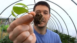 Dogwood Tree Rooted Cuttings Update [upl. by Aner]