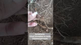 How to cure from Nematode infection plants indoorsplants gardening outdoorplants planting [upl. by Petronille]