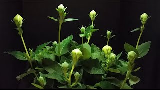 Time Lapse Plant Blooming Flowers Timelapse grandiflorus Astra Double Blue Balloon Flower [upl. by Zerk]