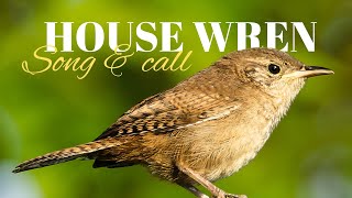 House Wren  Song amp Call [upl. by Vitkun]