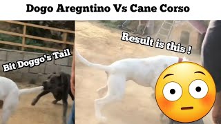 Cane Corso Vs Dogo Argentino  Which breed is better [upl. by Nonnah]