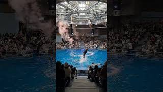 tokyo marinelife Dolphins Spectacle A Mesmerizing OCEAN SHOW [upl. by Neeoma617]