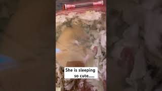 SO CUTE SLEEPING hamsters shortsvideo shortsfeed shortvideo shorts short [upl. by Asirret970]