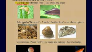 Invertebrate Diversity Part 2 Mollusks A Case Study [upl. by Ellehcrad450]