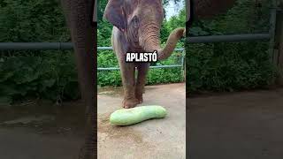 ¿Cómo puede un elefante comer una fruta tan grande shortsvideo [upl. by Odin]