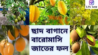 ছাদ বাগানে বারোমাসি জাতের গাছ লাগান সারা বছর ফল খান। All Season Fruit Plants in roof garden [upl. by Lledor614]