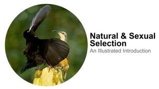 Natural Selection amp Sexual Selection An Illustrated Introduction [upl. by Enylecoj78]