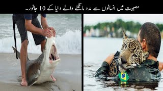 10 Animals Ask Help From People  انسانوں سے مدد مانگنے والے جانور  Haider Tv [upl. by Naujyt]