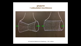 Anatomie générale des articulations [upl. by Colpin]