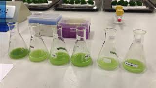 Testing of Peroxidase Activity [upl. by Greenburg471]