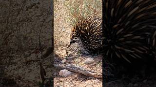 a rare find quotEchidnaquot animal farming farmlife wildlife outback australia [upl. by Catarina]