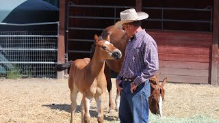 Touching a Foal that quotcantquot be Touched [upl. by Proffitt474]