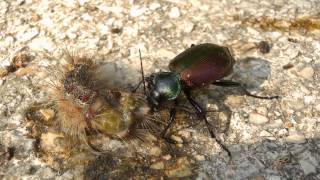 Der grosse Puppenräuber Calosoma sycophanta beim fressen  Calosoma feeding [upl. by Eita465]