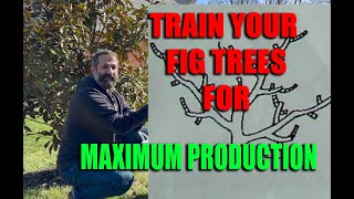 BEST Fig Tree Training Method Prune for Maximum Production [upl. by Arabrab40]