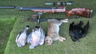 Airgun Hunting Pigeons plus bonus RabbitCrow [upl. by Ravi]