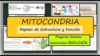 Mitocondrias Repaso de su Estructura y Función Pregunta Examen Selectividad Biología [upl. by Rondon]