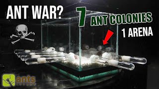 7 ANT COLONIES in 1 ARENA ANT WAR or JOIN FORCES [upl. by Terb]