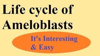 Enamel part 3 Life cycle of ameloblasts [upl. by Neelrad832]