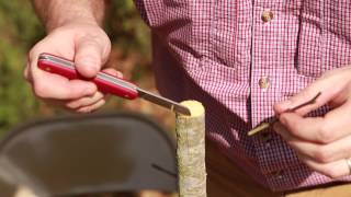 Grafting Trees  How to Graft a Tree [upl. by Winton795]