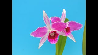 Cattleya purpurata fflameaGaraus orchid [upl. by Brok590]