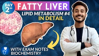 fatty liver biochemistry  causes of fatty liver biochemistry  lipid metabolism biochemistry [upl. by Ynatterb]