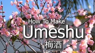 Umeshu  Japanese Plum Wine  Shiso  Shiro  Kaga Nanko Ume [upl. by Airpal]