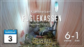 Direktesending fra fuglekassenLive Bird nest box Cam  Norway [upl. by Ellenar]