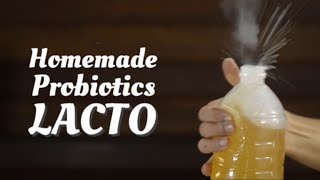 How to make Probiotics LACTO [upl. by Nishi]