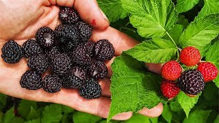 BLACK RASPBERRIES Everything You Need To Know [upl. by Enyehc]