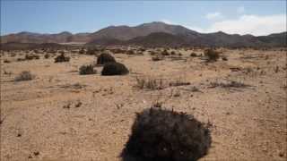 Copiapoa Desertorum I Hemisphere of thornswmv [upl. by Tristam497]