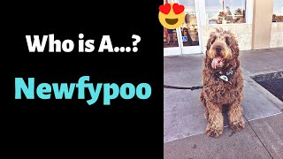 Newfypoo Cross Breed of Newfoundland and Poodle  Complete Guide [upl. by Eednus843]