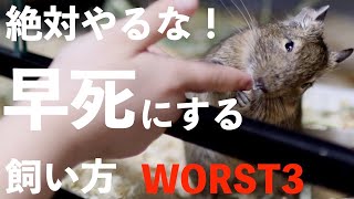 【知って欲しい】デグーdeguが早死にする飼い方ワースト3 [upl. by Winthorpe]