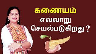 Pancreas  Structure and Functions  Tamil [upl. by Brande]