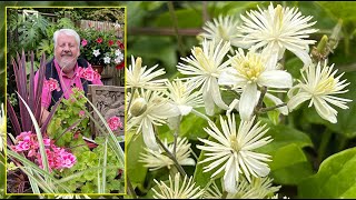 CLÉMATITES SAUVAGES  BEAUTÉS PARFUMÉES EXUBÉRANTES ET ENVAHISSANTES Le Quotidien du Jardin N°234 [upl. by Ecaroh]