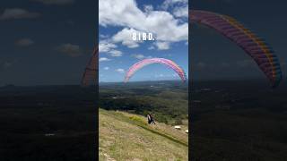 B I R D flyingkite flying montville queensland travel australia adventure adventuresport [upl. by Drofnats]