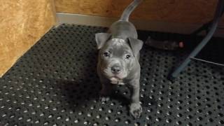 Angry American Bully Puppy [upl. by Norry143]