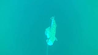 Underwater camera flathead fishing Currarong Jervis Bay NSW Australia SURPRISE APPEARANCE AT END [upl. by Siward876]