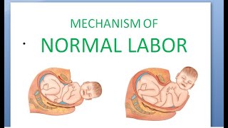 Obstetrics 167 Mechanism of Labor Normal How does baby delivery fetus movement head newborn [upl. by Noach]