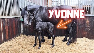 How is Yvonne the filly doing  Friesian Horses [upl. by Carine]