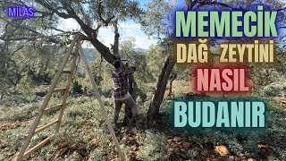 Memecik Zeytin Budaması Nasıl Yapılır erenvural zeytinbudama budama [upl. by Anastatius]