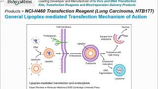 Altogen Biosystems NCIH460 Transfection Reagent [upl. by Camroc]