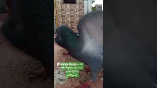 Video of Pigeons fighting WWE style birds pigeonbird pigeons kabutar tauben merpati [upl. by Randee73]