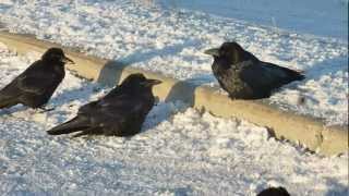 Winter Ravens of Anchorage Alaska [upl. by Franciskus315]