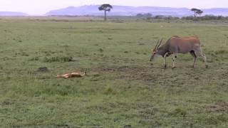 Eland Mourns Calfs Death [upl. by Ynnavoeg]