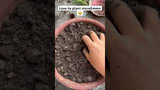 Easy way to propagate Portulaca plantPortulaca Propagation🌱portulacaplantsbysarushorts [upl. by Terra]