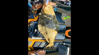 How to catch halibut on a drop shot rig [upl. by Llerdnam702]