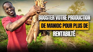 Comment mieux produire le manioc pour une rentabilité optimale [upl. by Mavilia401]