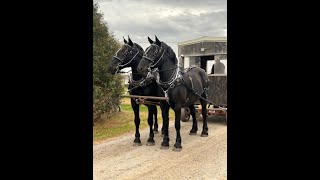 Team Percheron Mares  Kalona Fall Draft Horse Sale 102224 [upl. by Ayad]