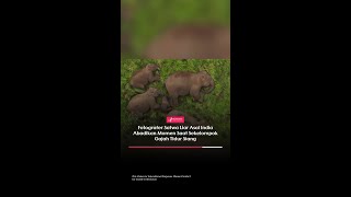 Fotografer Satwa Liar Asal India Abadikan Momen Saat Sekelompok Gajah Tidur Siangmp4 [upl. by Dayle]